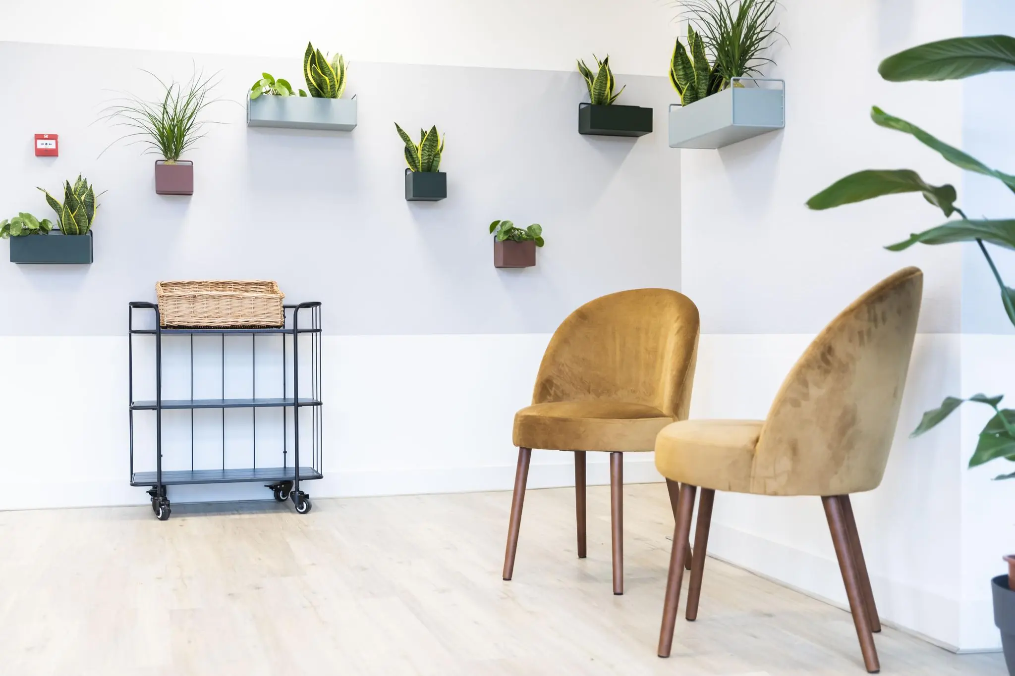 Wachtkamer met twee fluwelen stoelen, een metalen trolley en moderne wandplanten aan de muur.