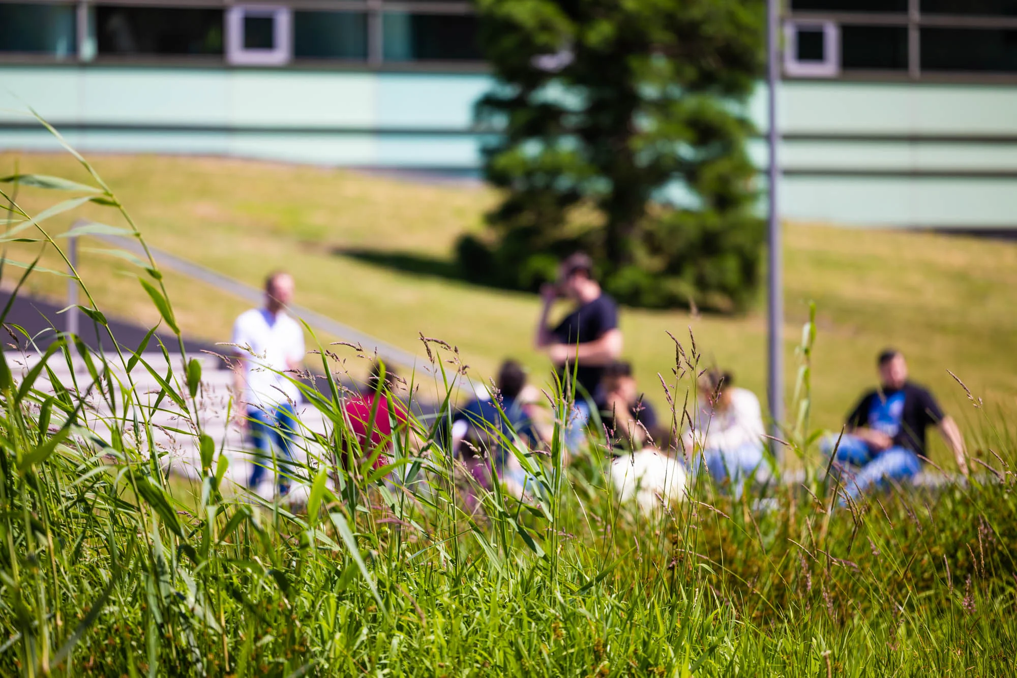 Groep mensen ontspant op een grasveld aan de Papendorpseweg met hoge grassprieten op de voorgrond.