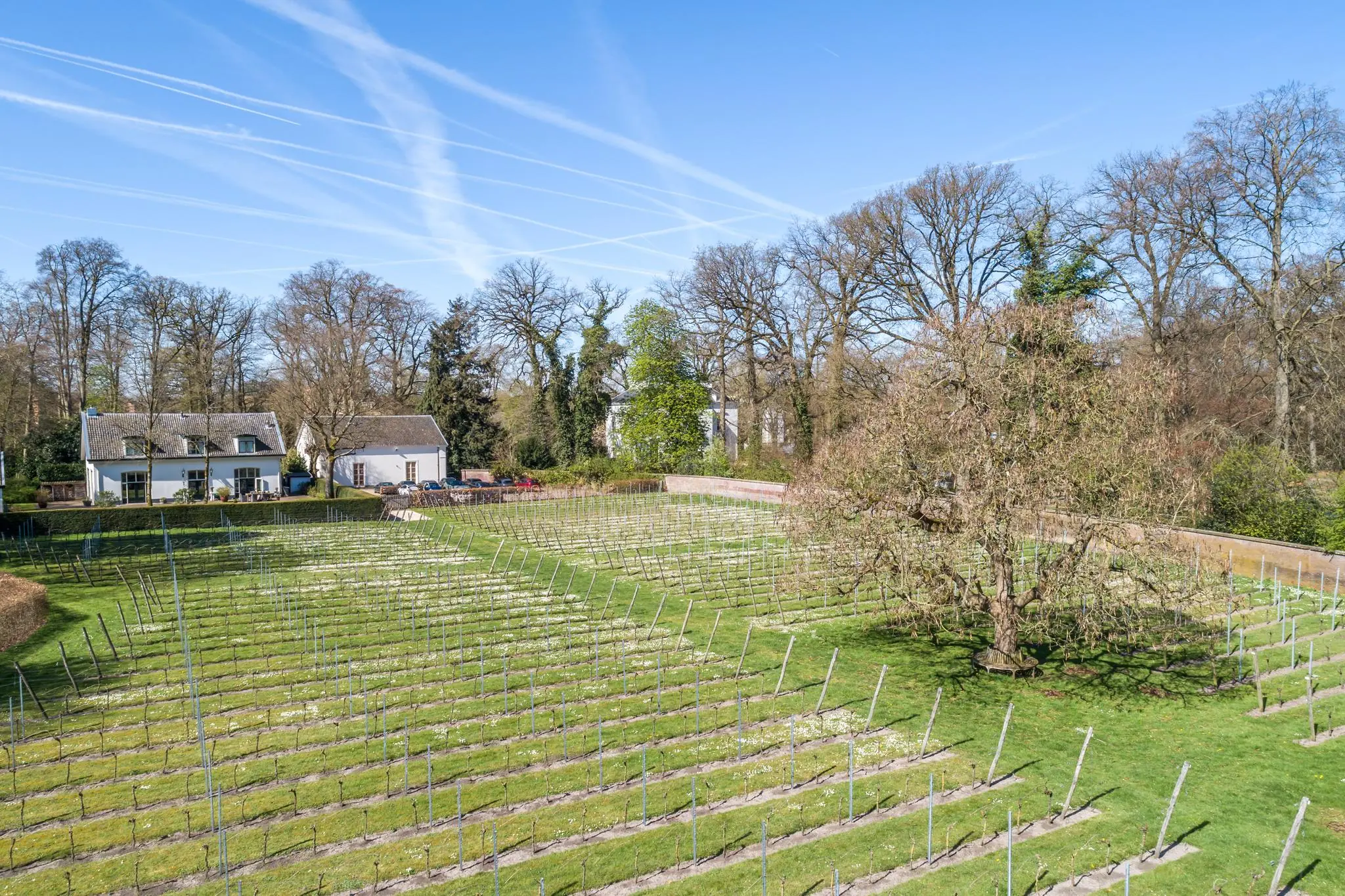 Wijngaard Sparrenheuvel met rijen druivenstokken, een grote boom en witte gebouwen op de achtergrond op een zonnige lentedag.