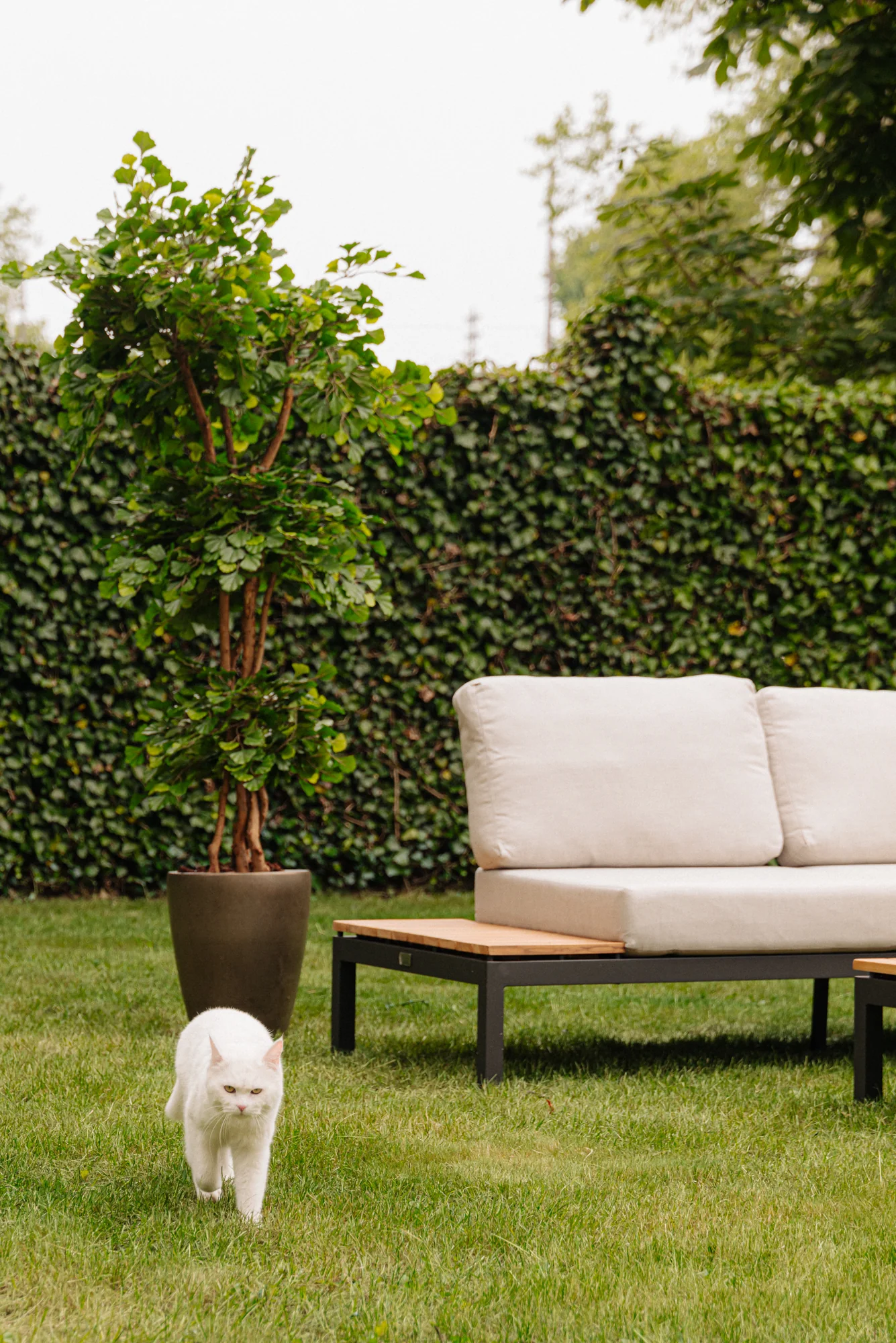 Witte kat loopt over een gazon naast een beige loungebank en een grote plant in een tuin aan de Weteringschans.