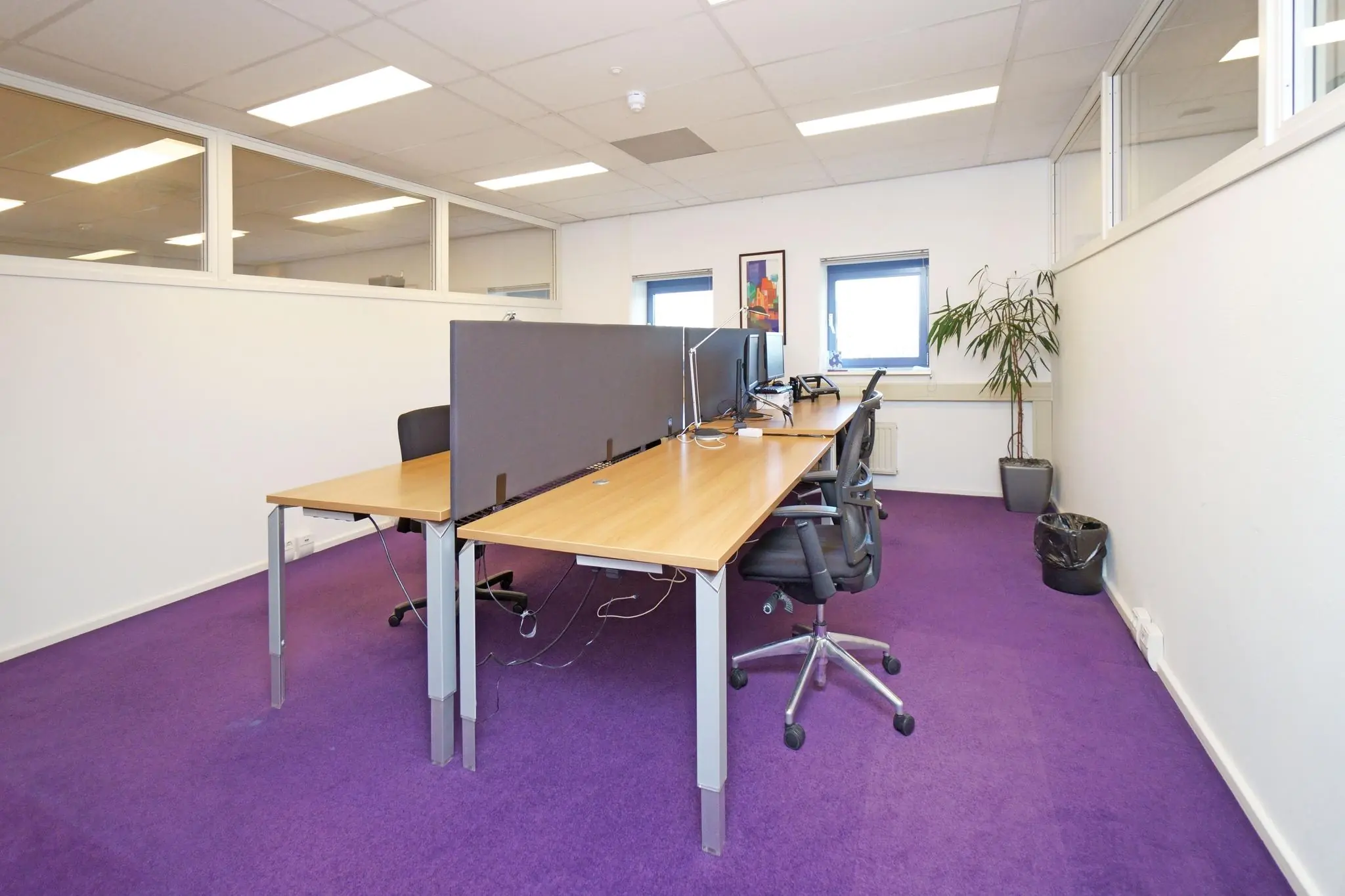 Modern kantoor met werkplekken, paarse vloerbedekking en een grote plant bij het raam.