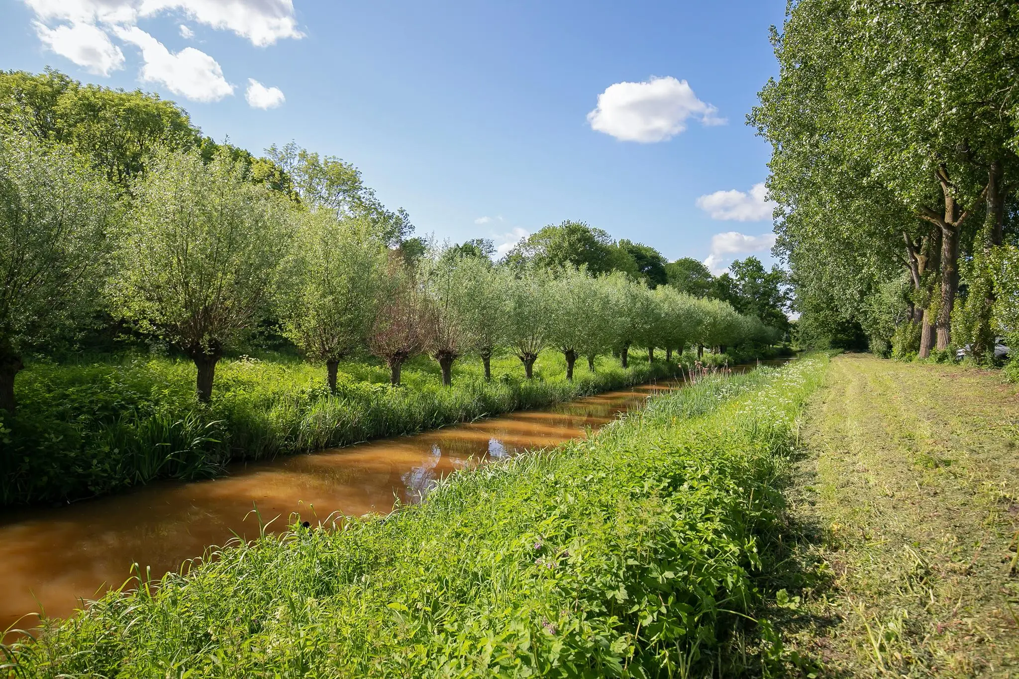 Rij knotwilgen langs een sloot aan de Kralingseweg op een zonnige lentedag.