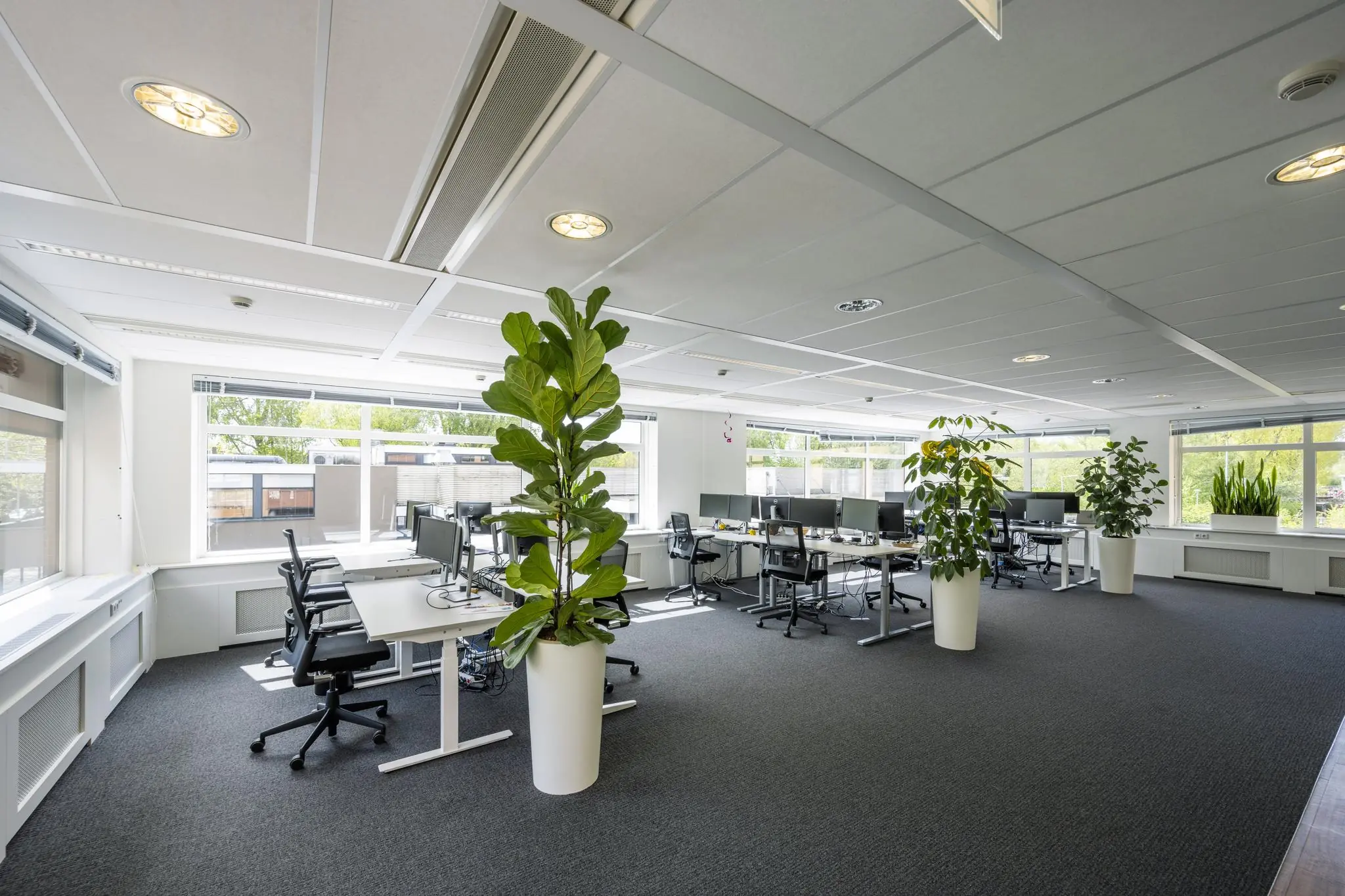 Modern open kantoor op de Amstelveenseweg met bureaus, computers en grote kamerplanten bij de ramen.