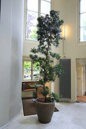 Grote kamerplant in een bruine pot in een lichte hal aan de Museumlaan, met hoge ramen en marmeren vloer.