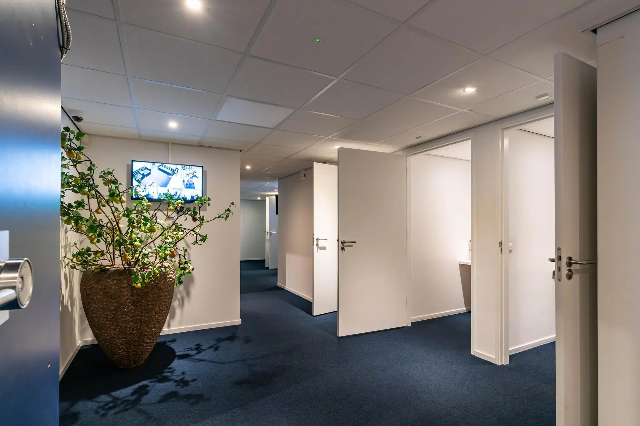 Moderne kantoorhal aan de Bezuidenhoutseweg met blauwe vloerbedekking, open witte deuren, een grote plantenbak en een wandbeeldscherm.