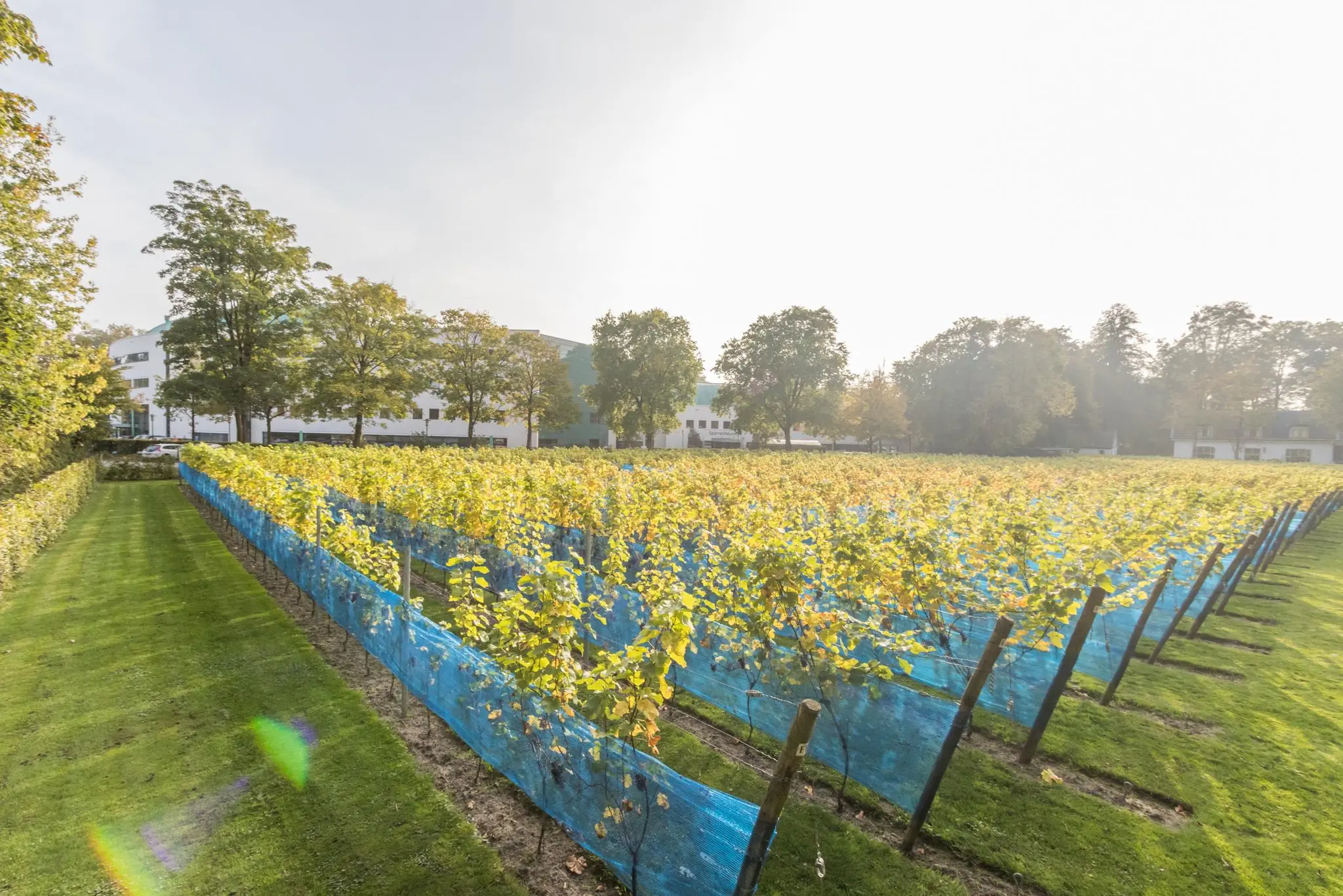 Wijngaard met gele druivenranken en blauwe netten op het terrein van Sparrenheuvel, omringd door bomen en gebouwen.