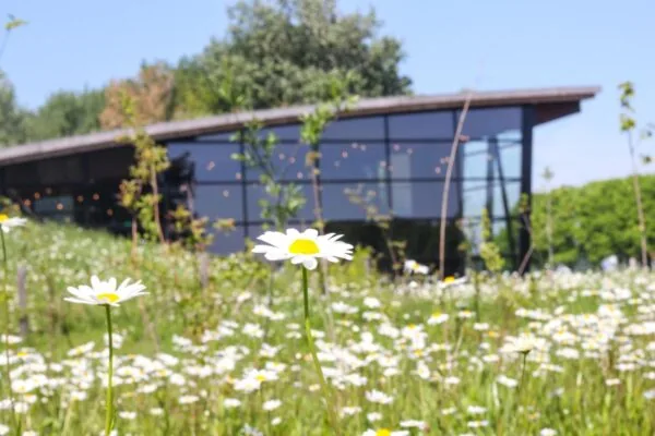 Bloemenweide met madeliefjes voor een modern gebouw aan de Plaatweg.