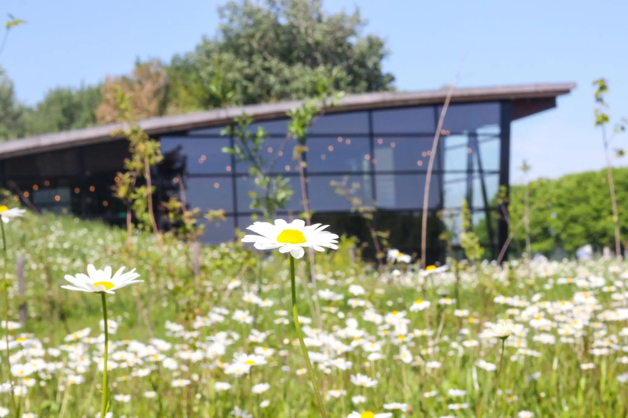 Bloemenweide met madeliefjes voor een modern gebouw aan de Plaatweg.