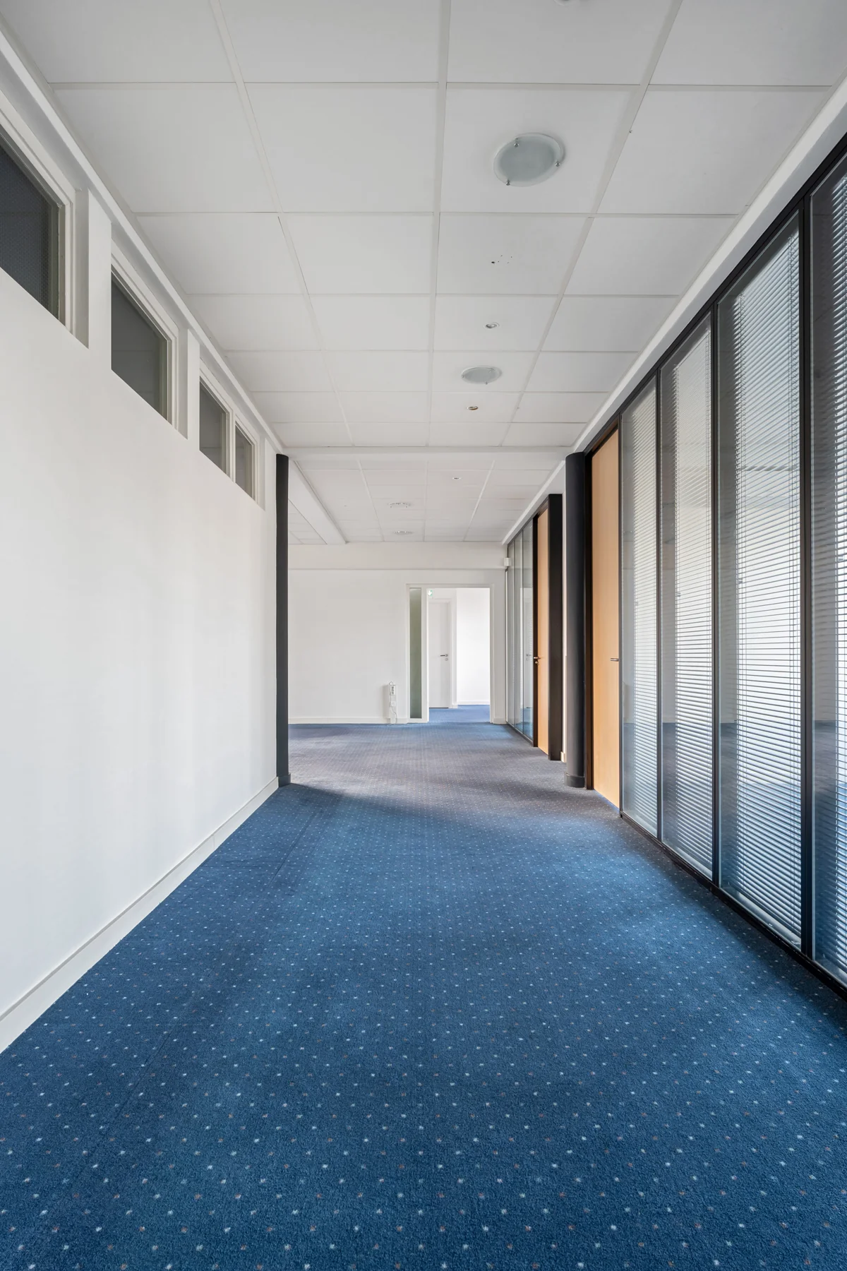 Bright office hallway with blue carpet, white ceiling tiles, and glass partition walls at Rozenlaan.