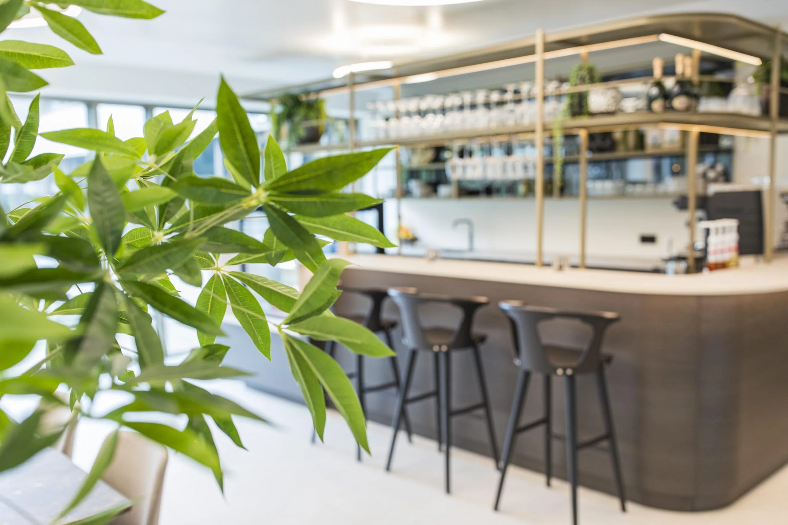 Modern bar area with high chairs and hanging glasses, viewed through green indoor plant leaves.