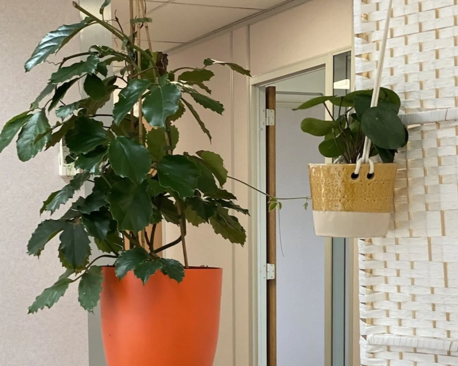 Twee kamerplanten in bloempotten, een oranje en een geel-witte, in een kantoorruimte aan de Kamerlingh Onnesweg 10 in Barendrecht.