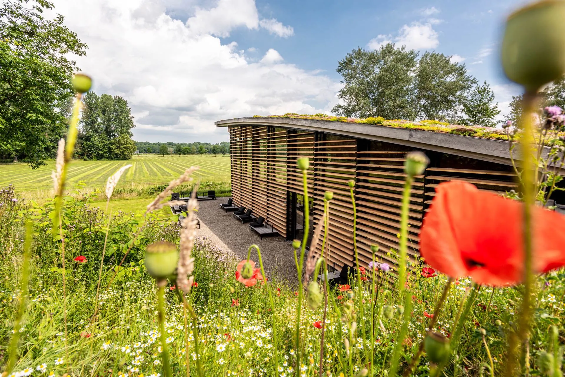 Modern houten gebouw aan de Oudhuizerstraat 31_9 met groen sedumdak, gelegen naast een kleurrijke bloemenweide en uitgestrekt weiland.
