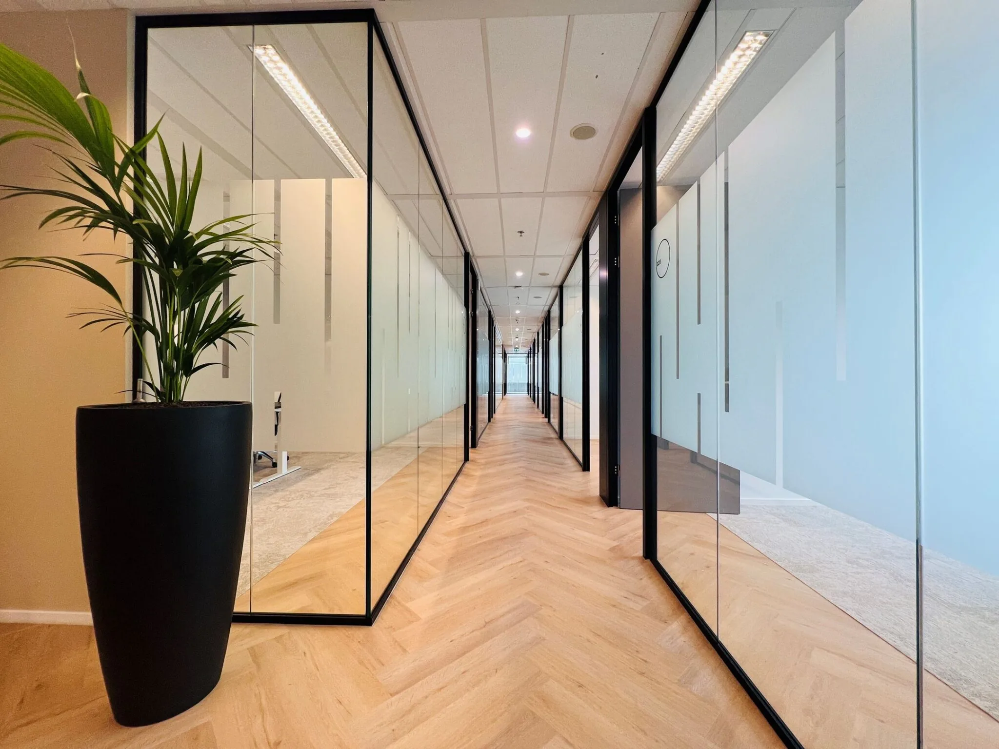 Moderne kantoorgang met glazen wanden, houten visgraatvloer en een grote plant in een zwarte pot.