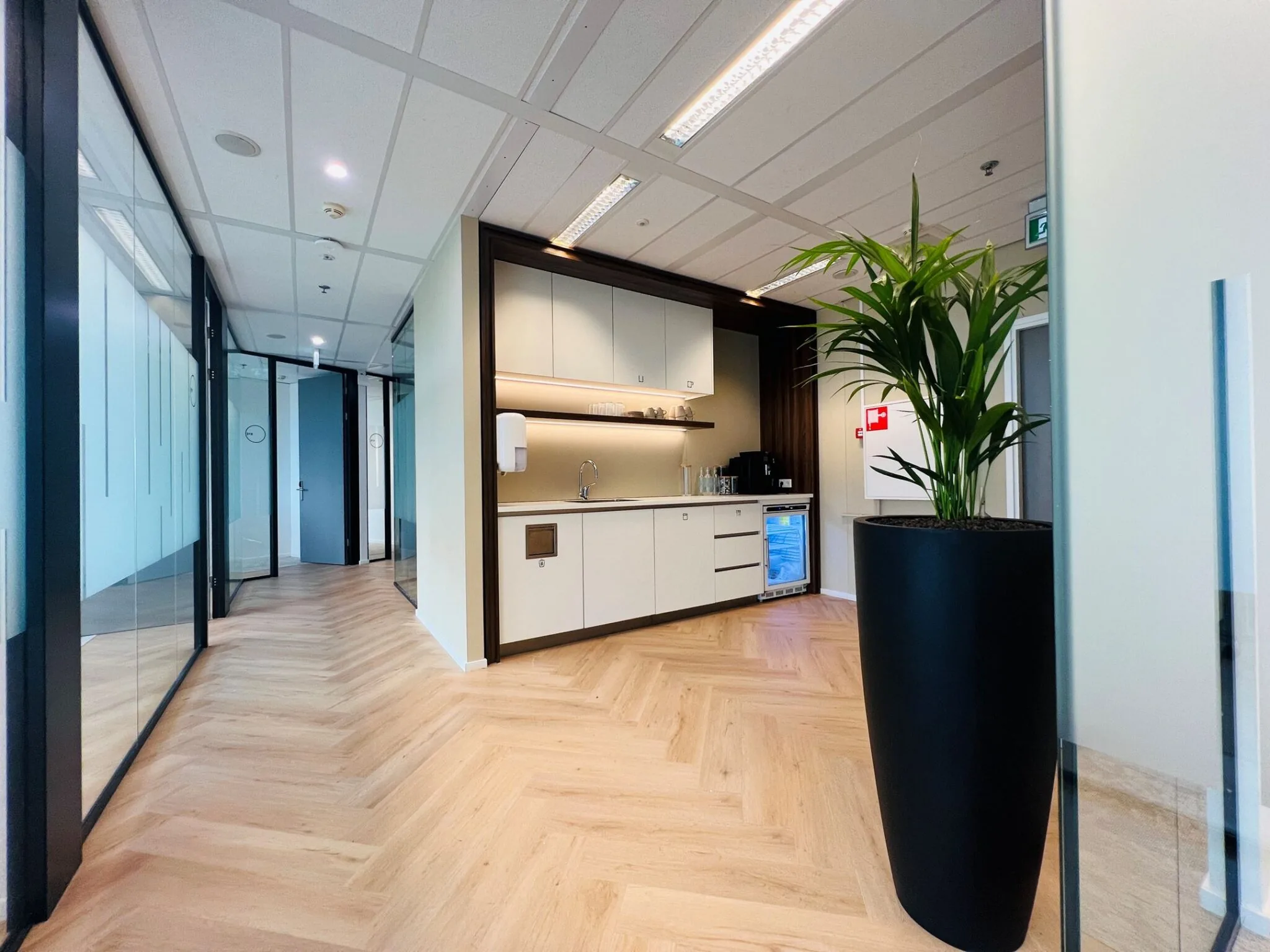 Moderne kantoorgang met glazen wanden, een pantry en een grote plant in een zwarte pot.