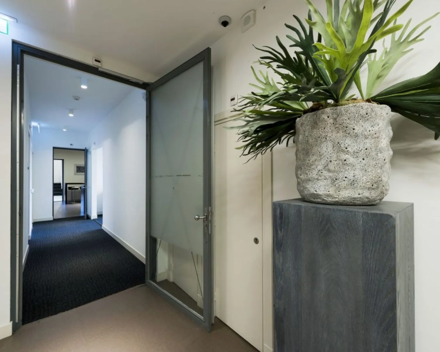 Een moderne kantoorhal met open glazen deur, donker tapijt en een grote groene plant in een grijze pot op een sokkel.