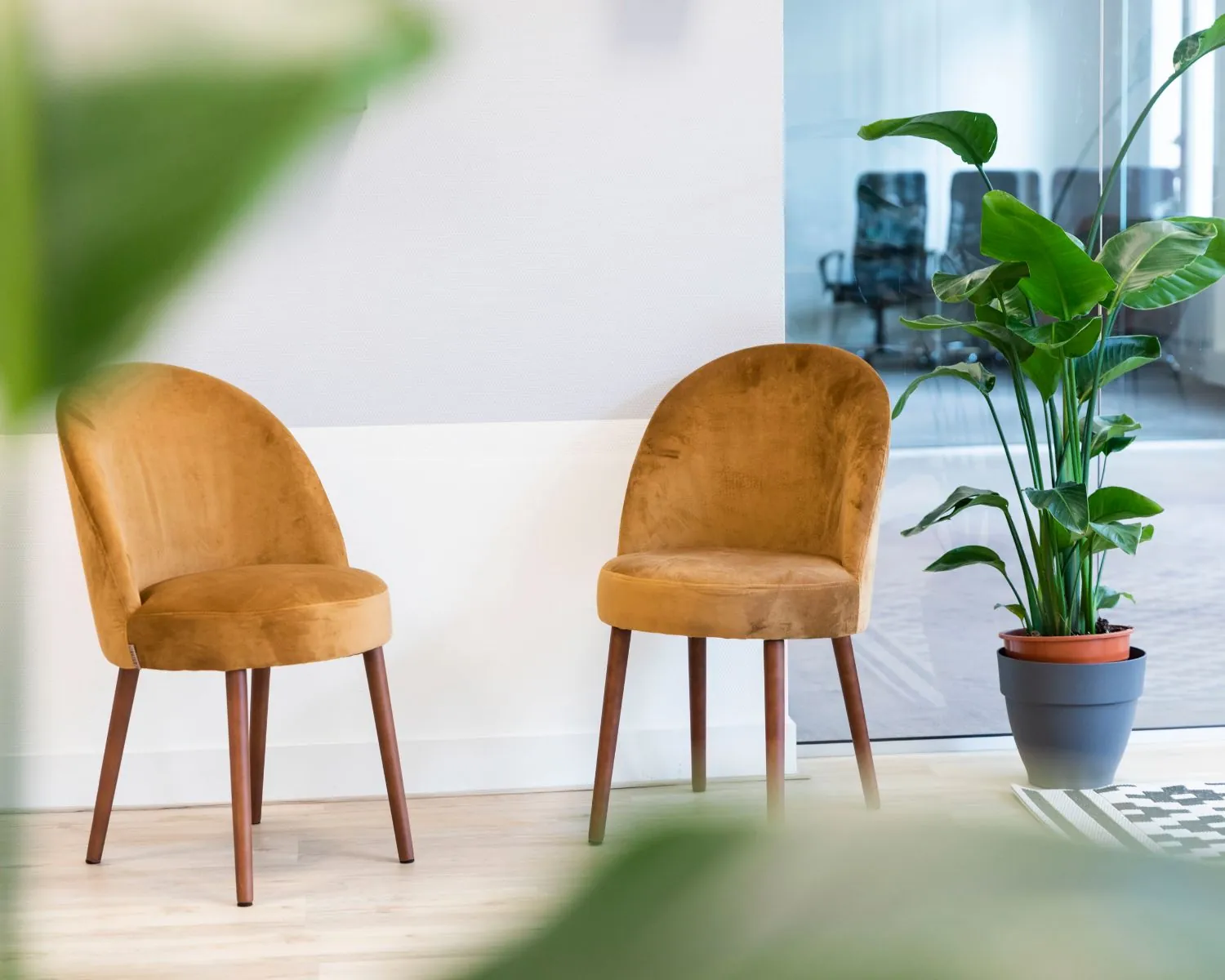 Twee okergele stoelen en een grote groene kamerplant in een moderne wachtruimte.