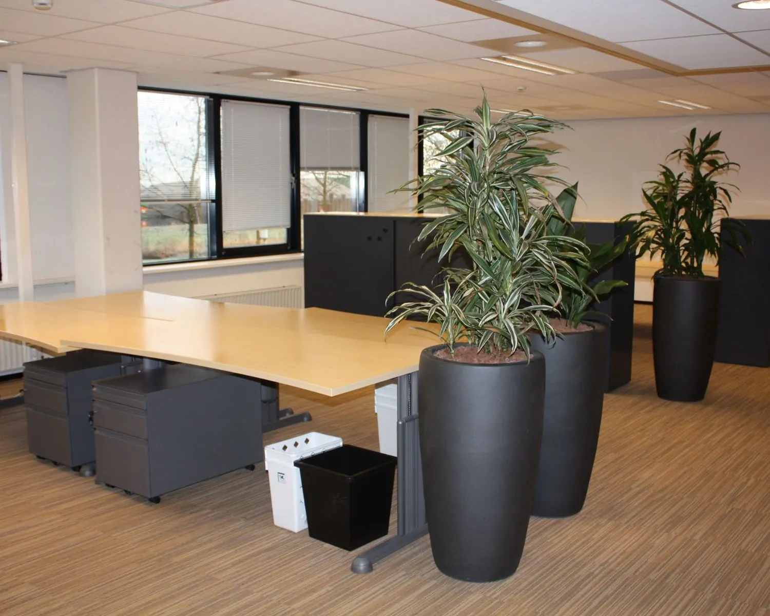 Moderne kantoorruimte aan de Elisabethhof met bureaus, zwarte kasten en grote planten in zwarte potten.