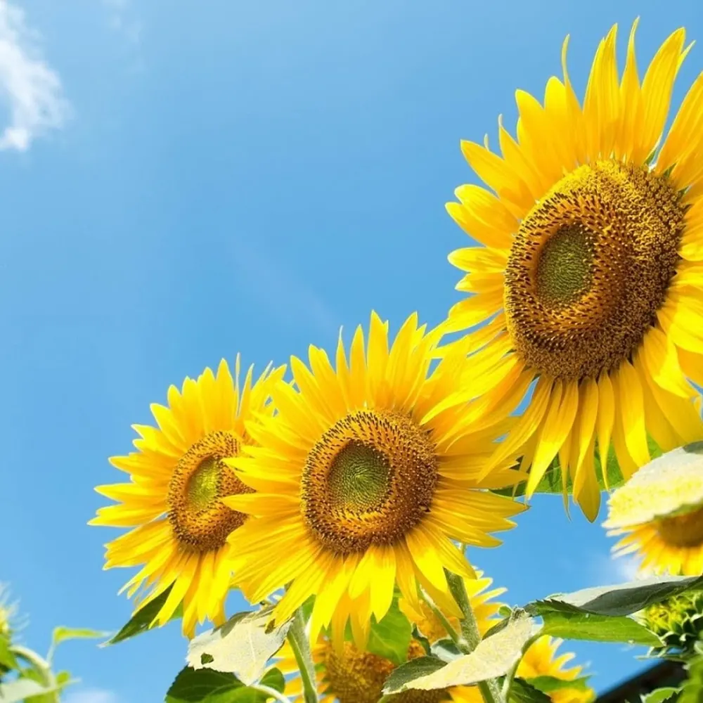 Placeholder afbeelding